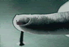 prod_887_26442.gif
